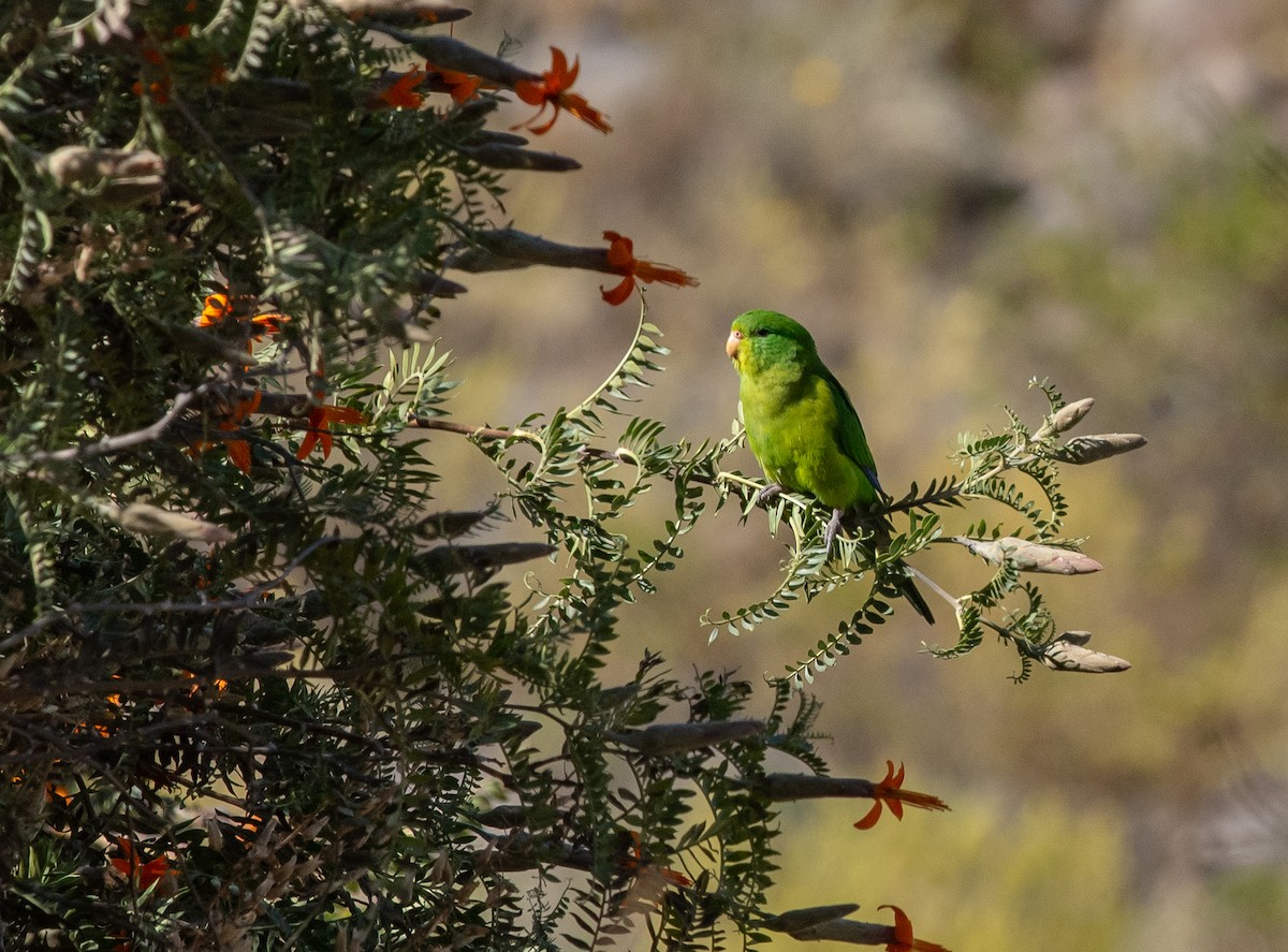 aymara citronový - ML646609313