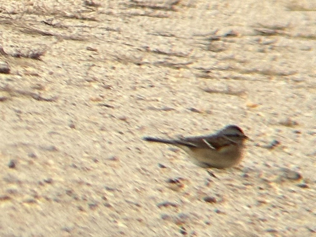 strnádka pokřovní - ML646609314