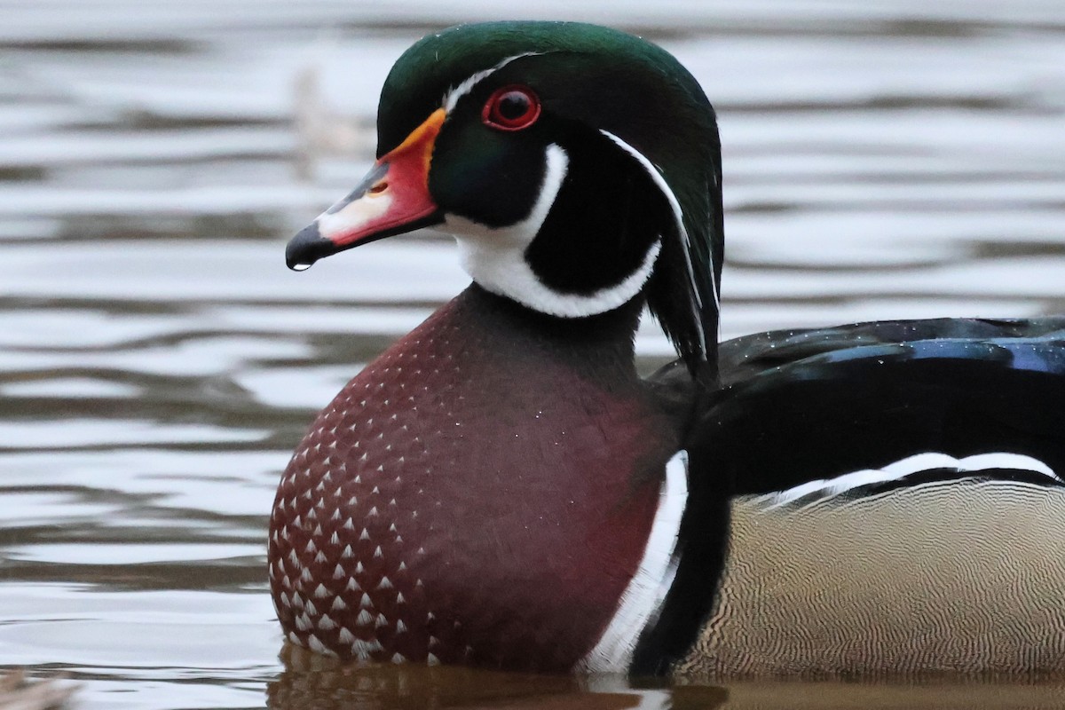 kachnička karolínská - ML646609315