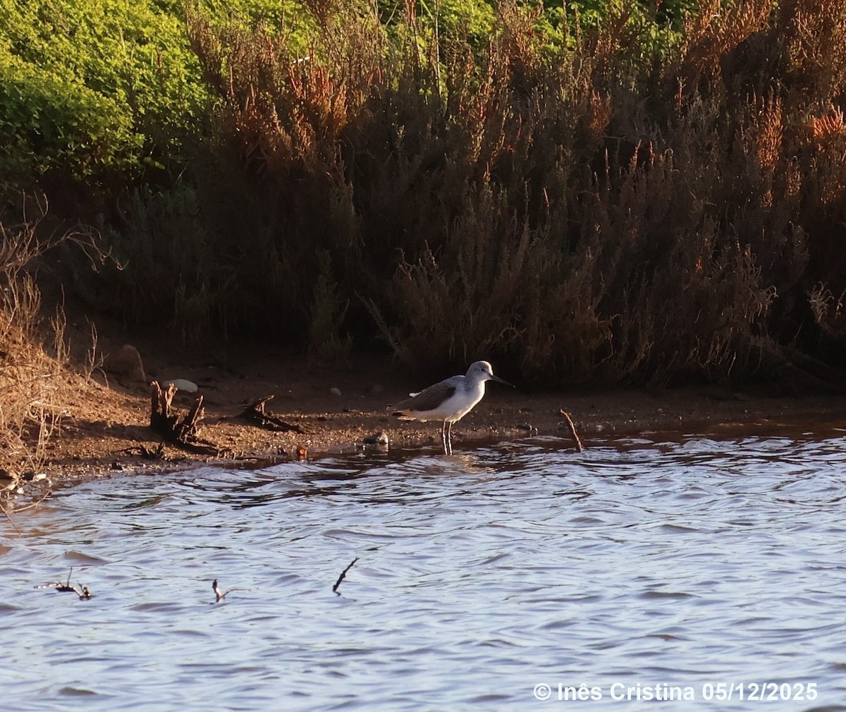 vodouš šedý - ML646609316