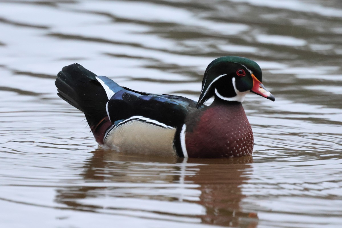 kachnička karolínská - ML646609317