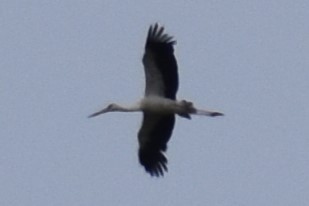 čáp jihoamerický - ML646609318