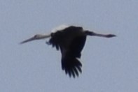 čáp jihoamerický - ML646609319