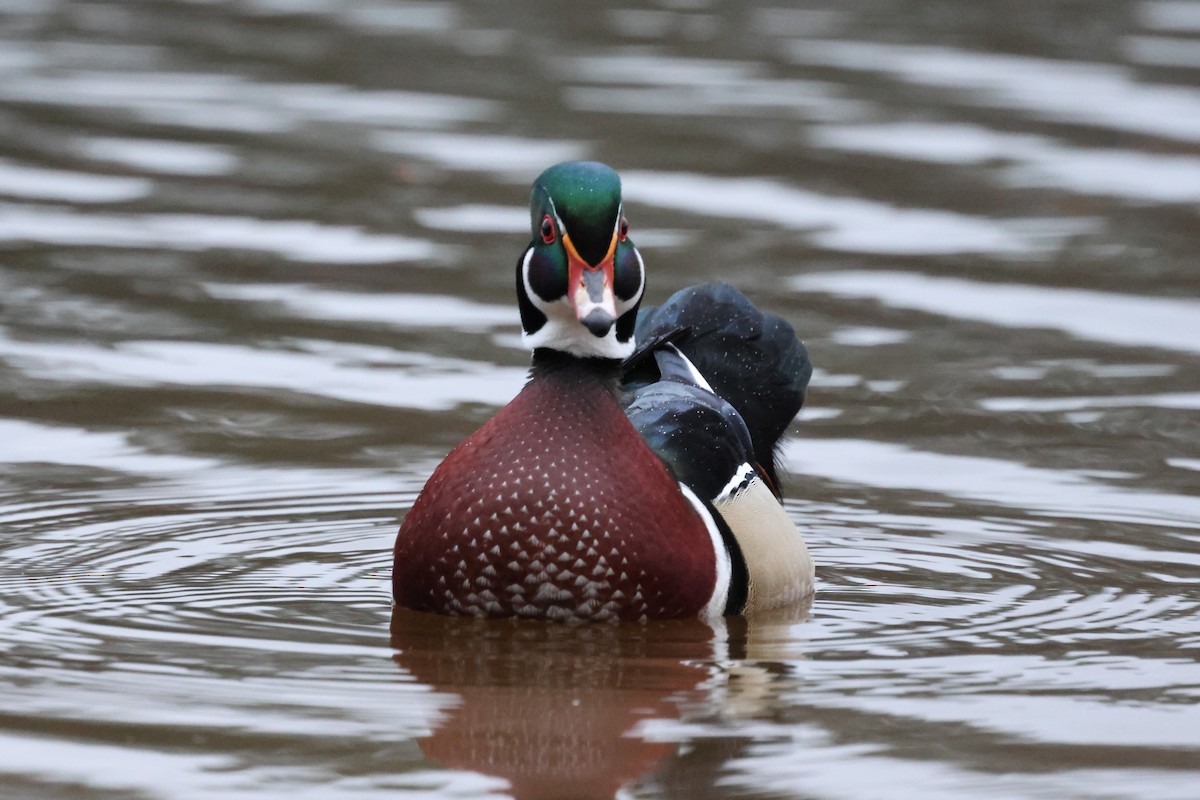 kachnička karolínská - ML646609320