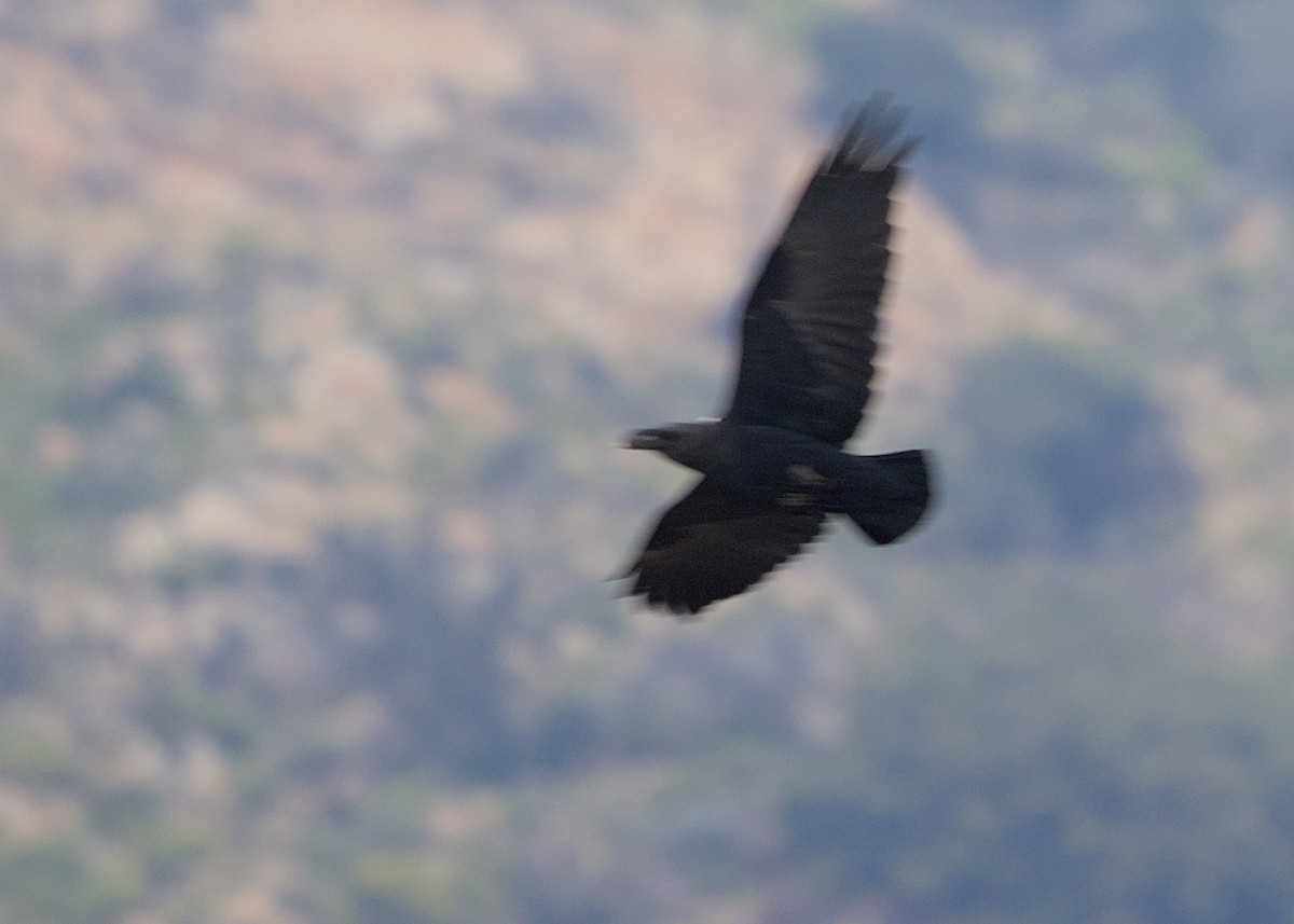 krkavec bělokrký - ML646609321