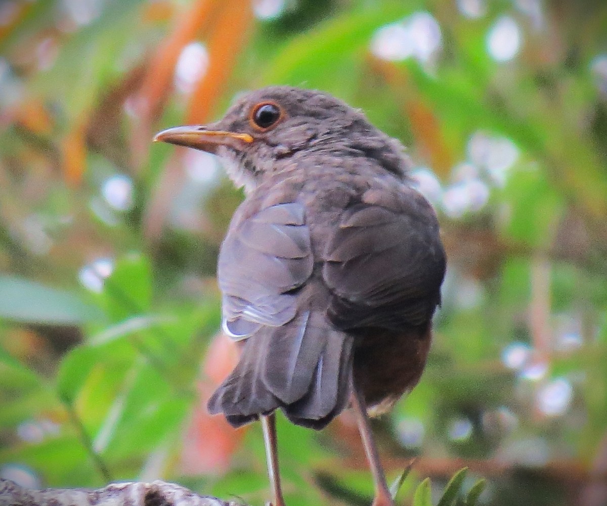 drozd rezavobřichý - ML646609322