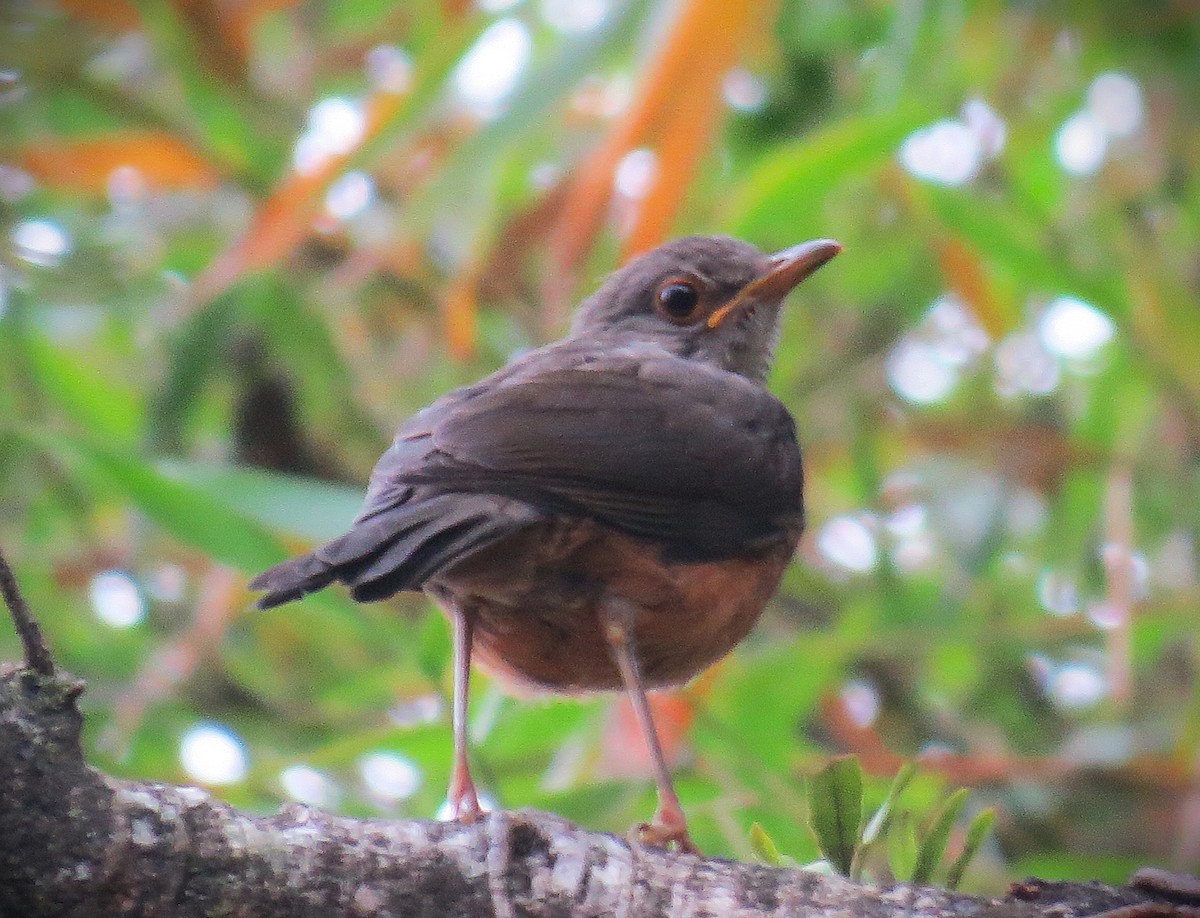 drozd rezavobřichý - ML646609323