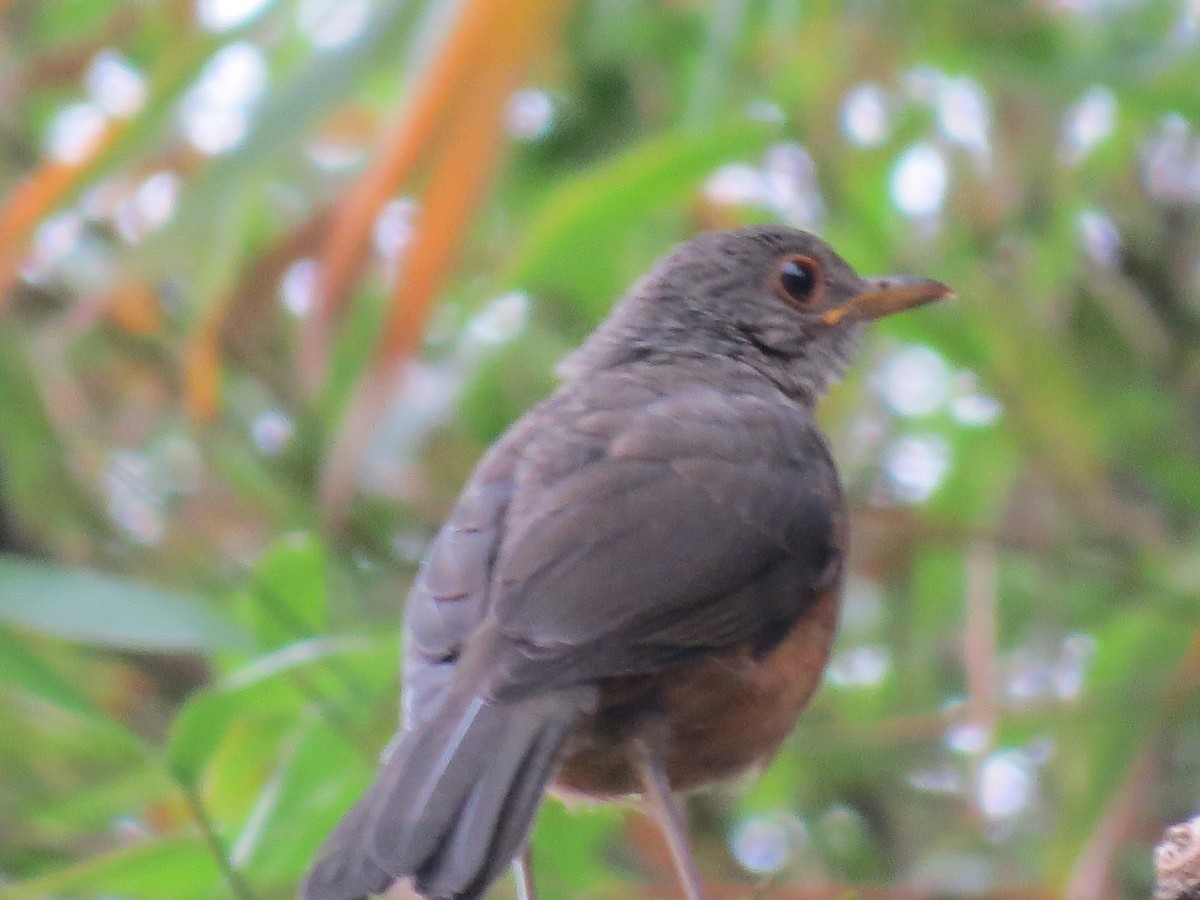 drozd rezavobřichý - ML646609324