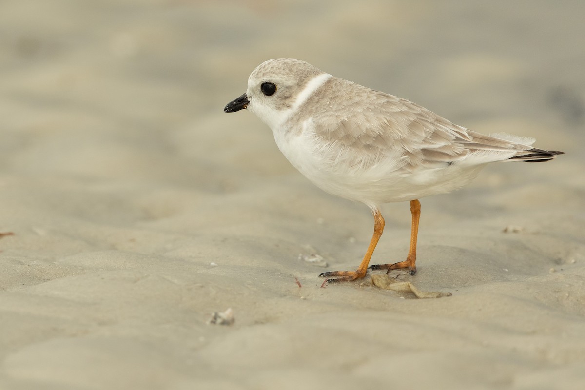 kulík pisklavý - ML646609325