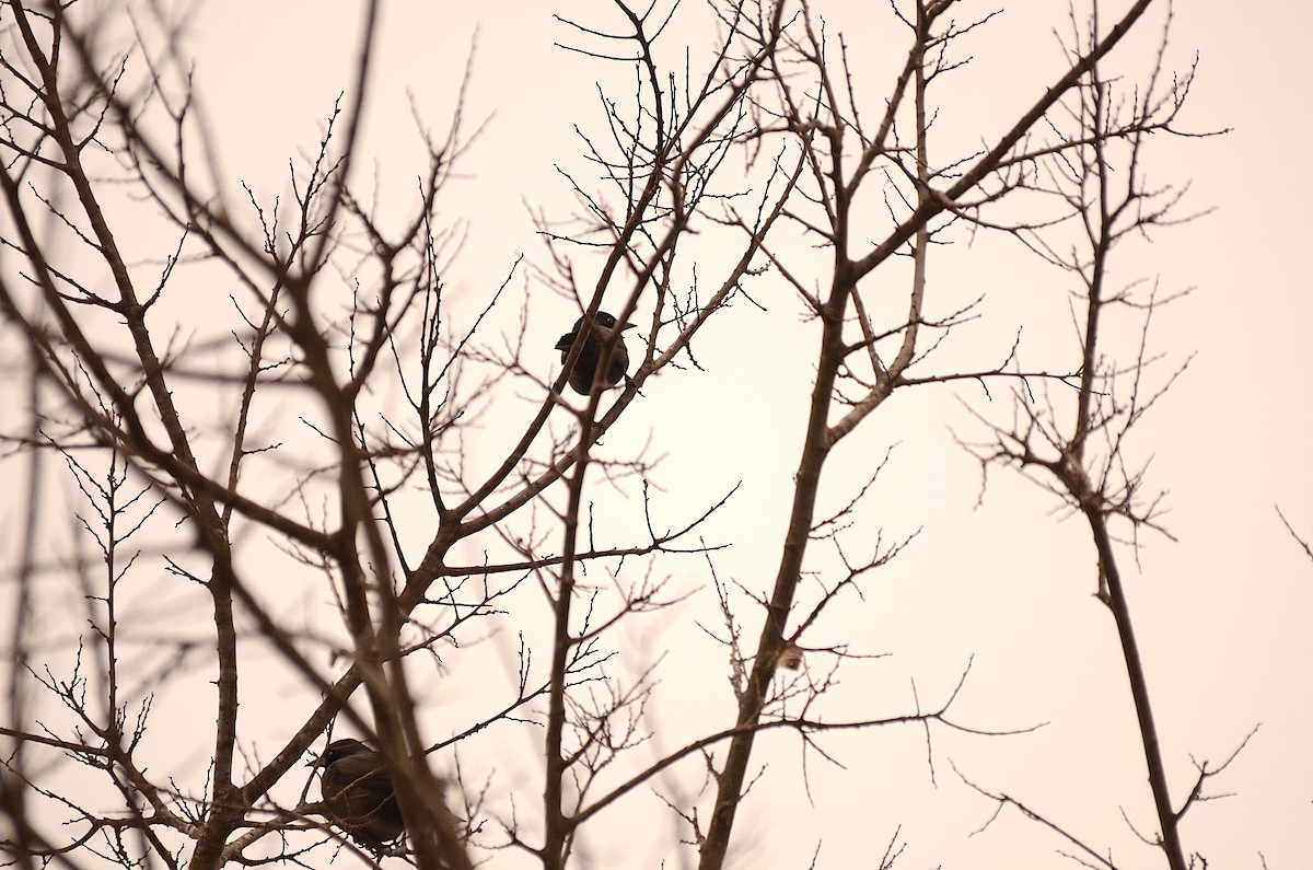 vlhovec lesklý - ML646609326