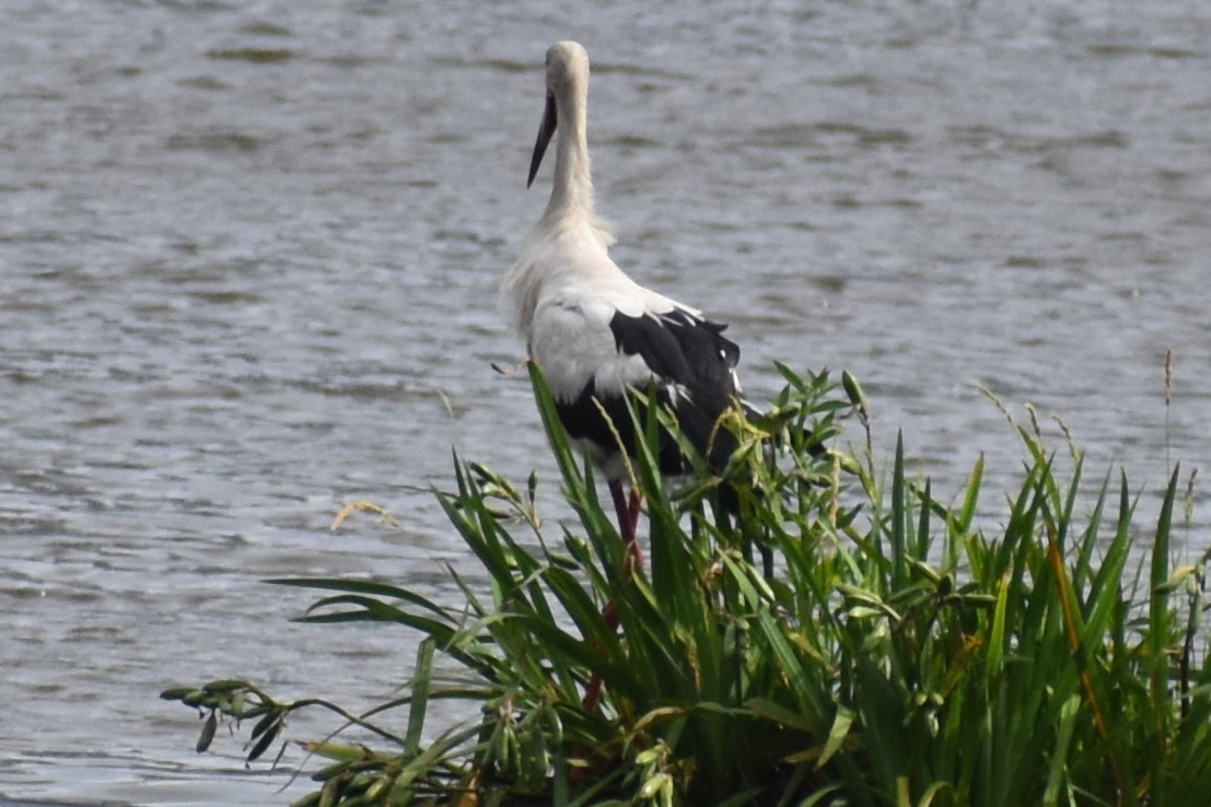 čáp jihoamerický - ML646609327