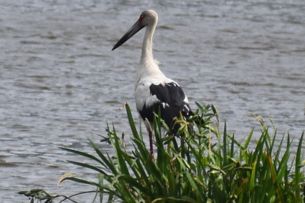 čáp jihoamerický - ML646609328