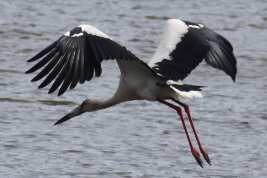 čáp jihoamerický - ML646609329