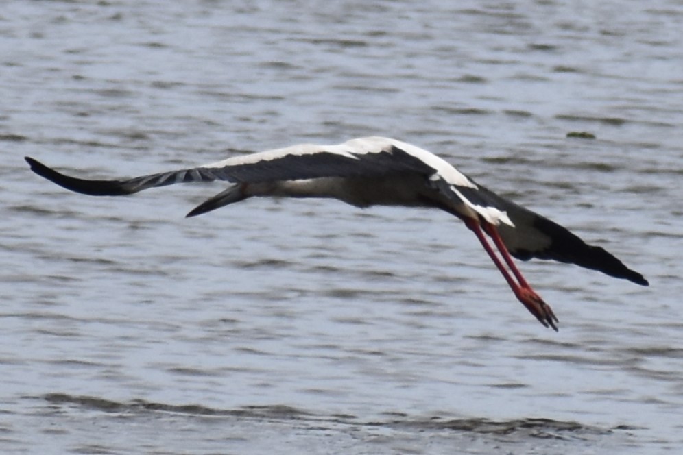 čáp jihoamerický - ML646609330