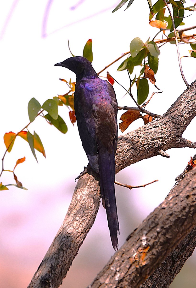 leskoptev baobabová - ML646609332