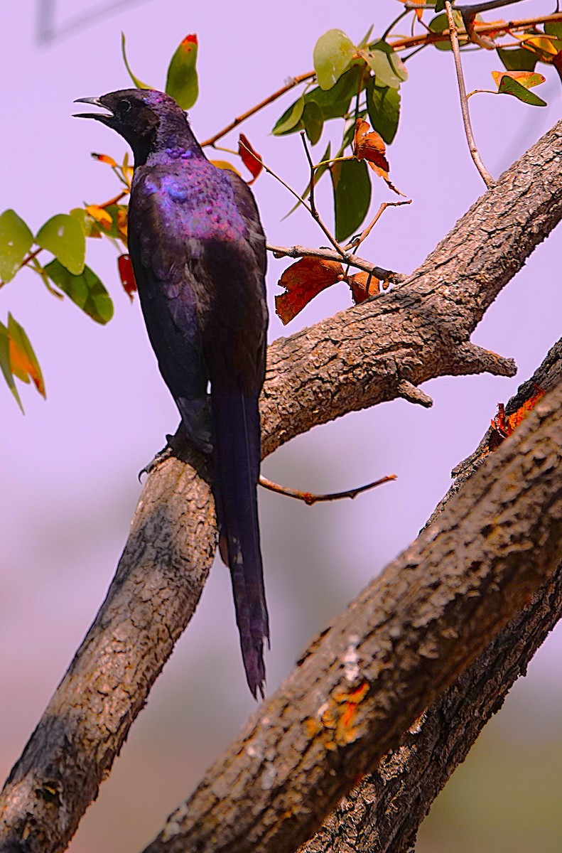 leskoptev baobabová - ML646609333