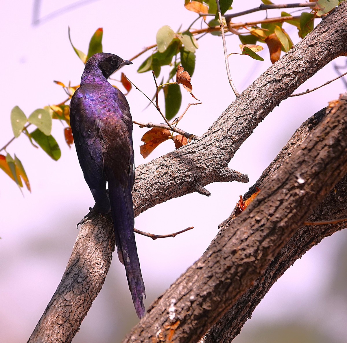 leskoptev baobabová - ML646609334