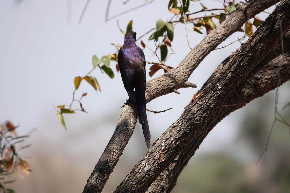 leskoptev baobabová - ML646609335