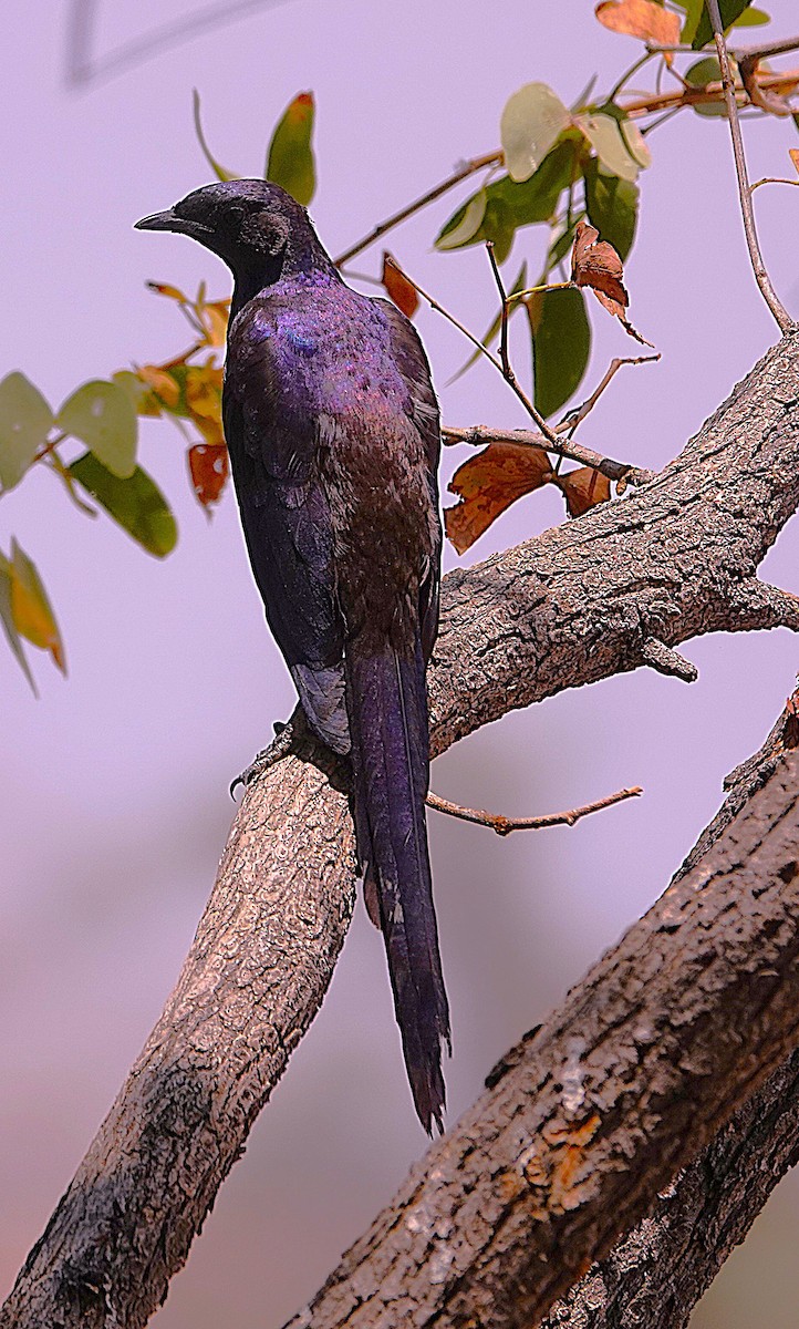 leskoptev baobabová - ML646609336