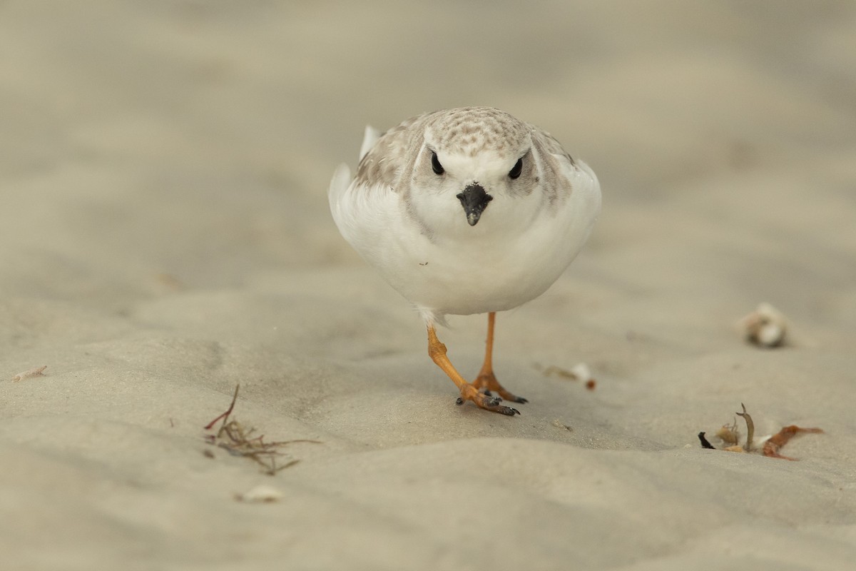 kulík pisklavý - ML646609337