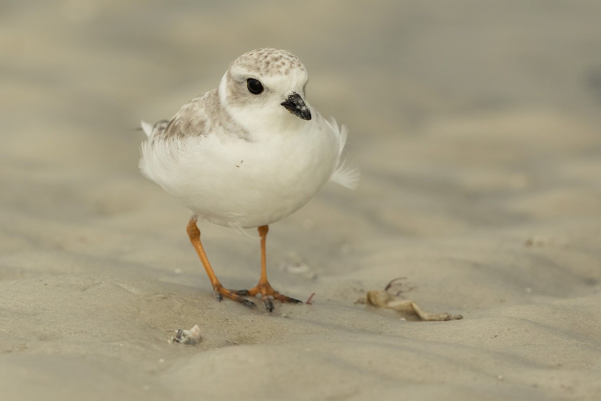 kulík pisklavý - ML646609338