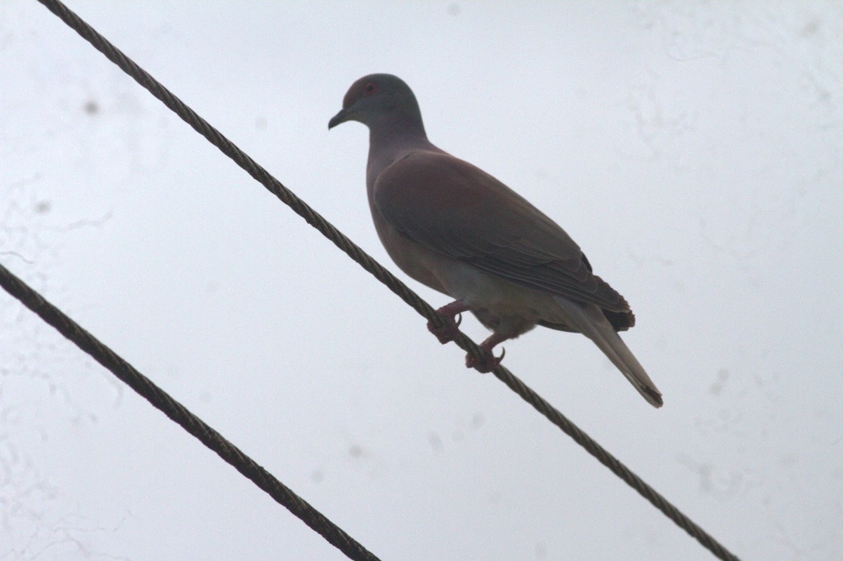 holub neotropický - ML646609339