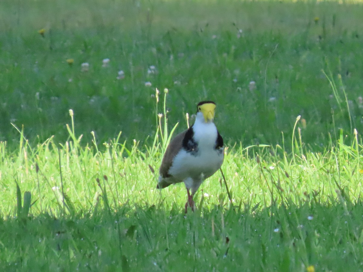 Vanneau soldat - ML646609340