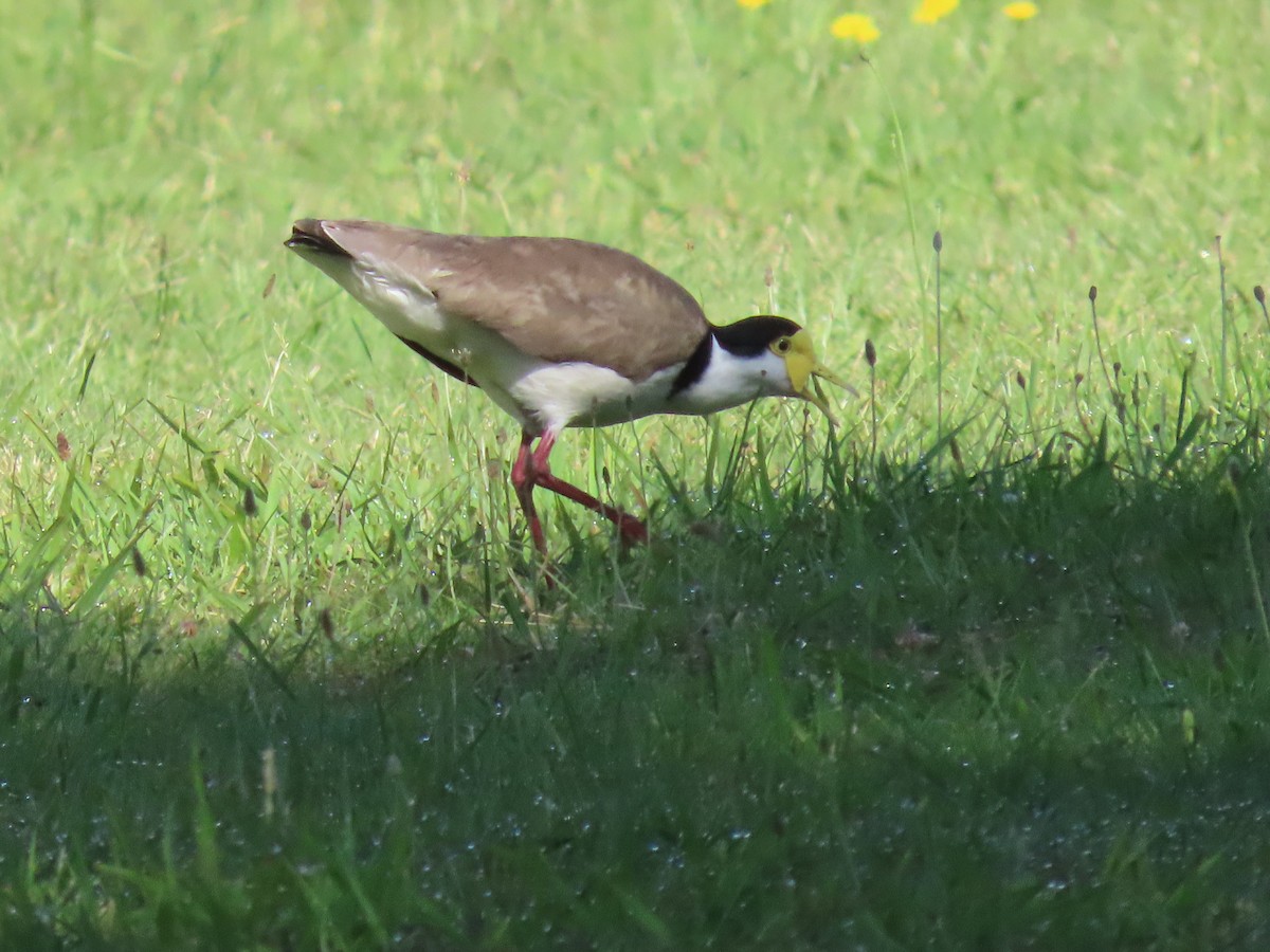 Vanneau soldat - ML646609341