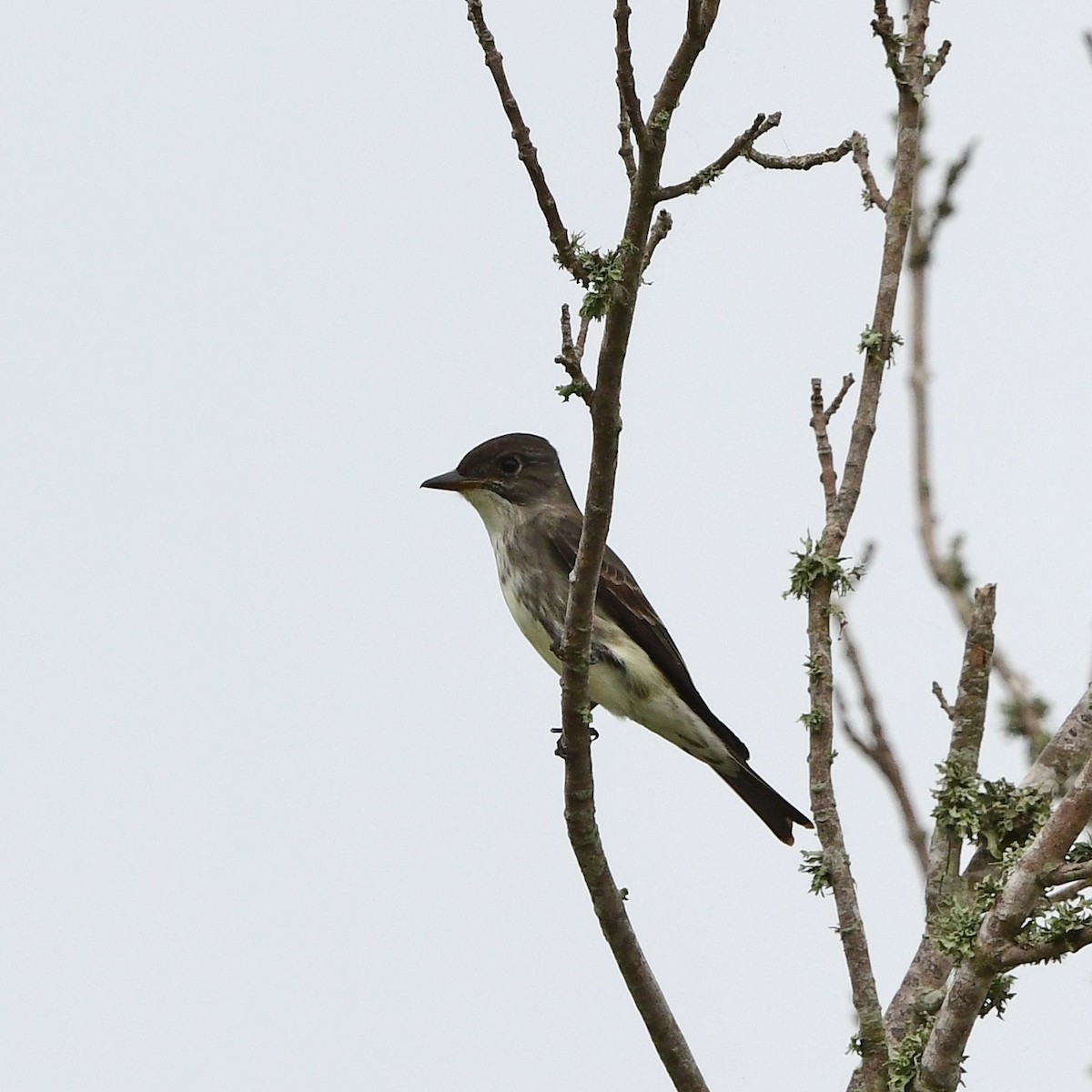 ナキヒタキモドキ - ML646609342