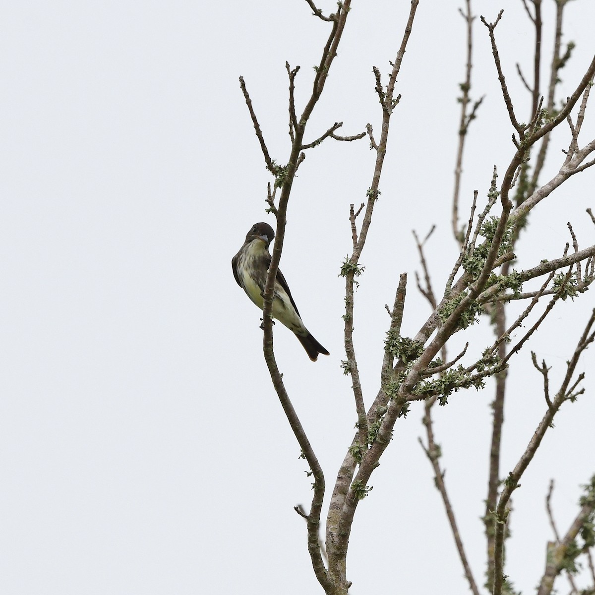 ナキヒタキモドキ - ML646609343