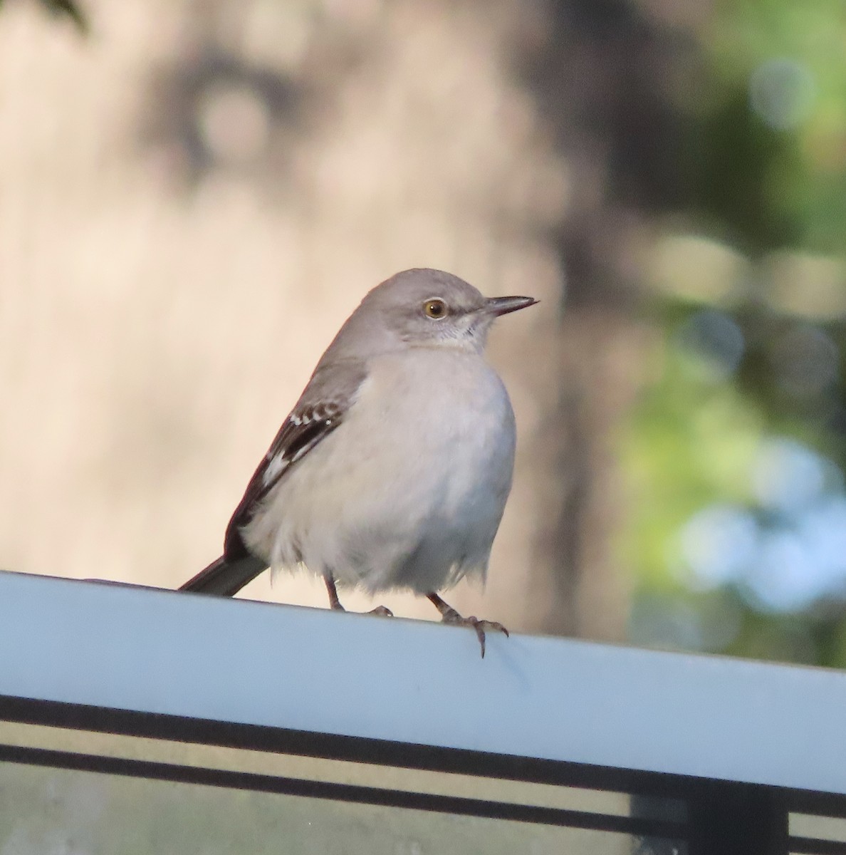 Northern Mockingbird - ML646609348