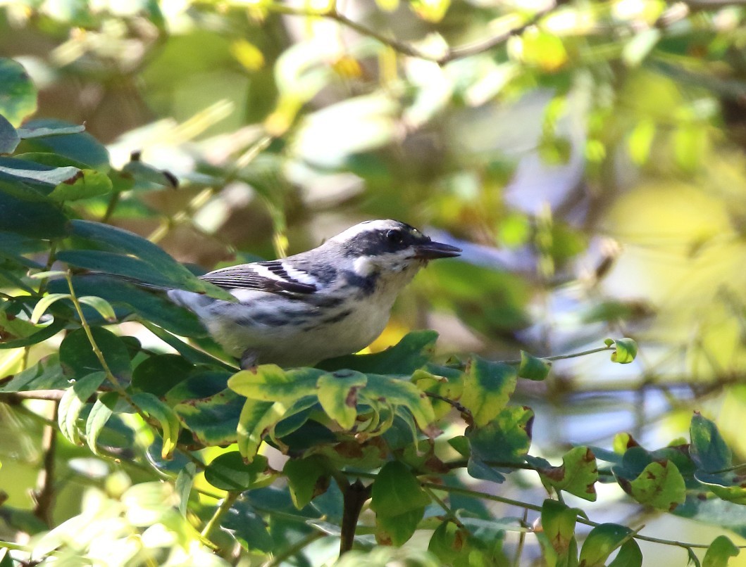 Black-throated Gray Warbler - ML646609349