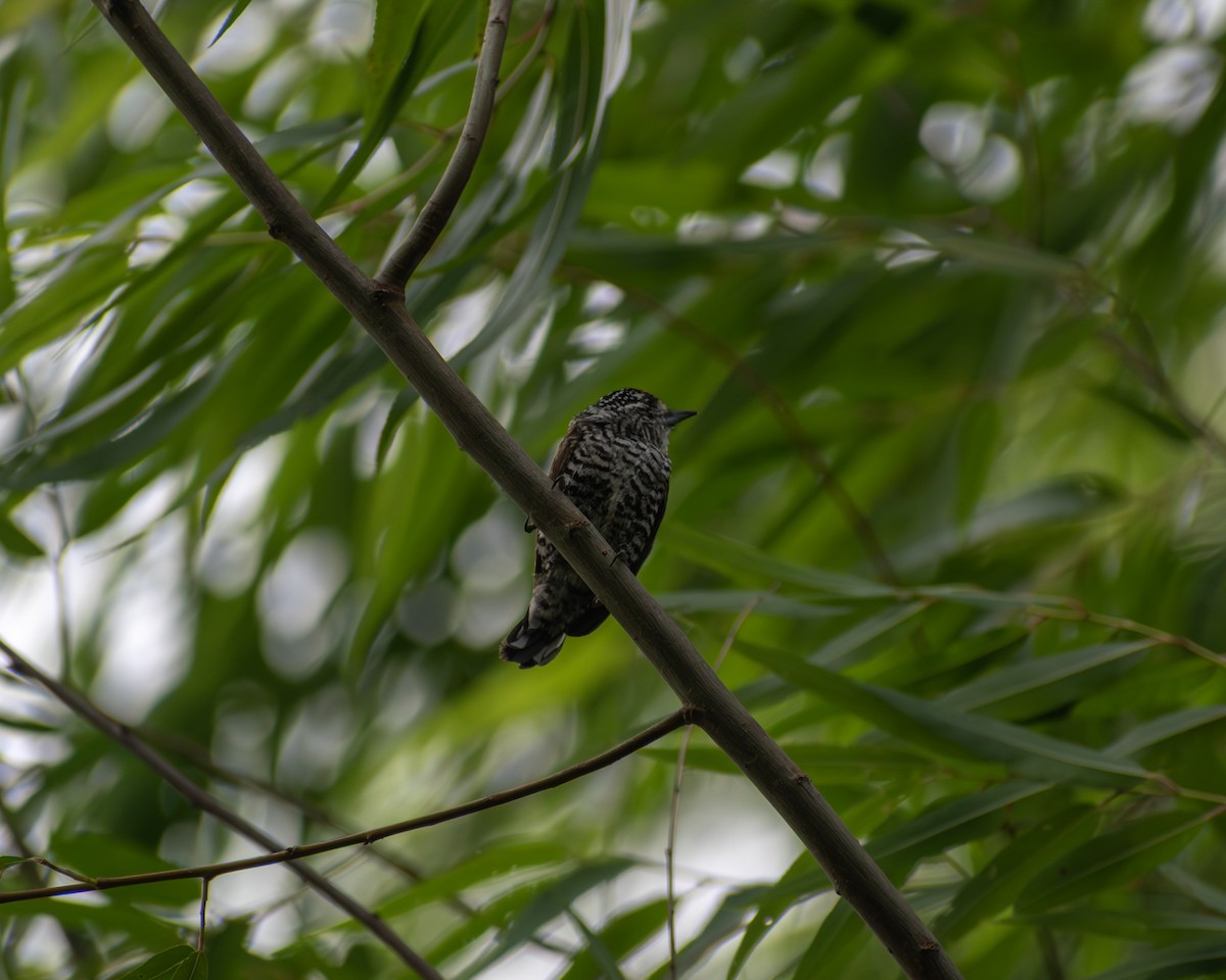White-barred Piculet - ML646609350