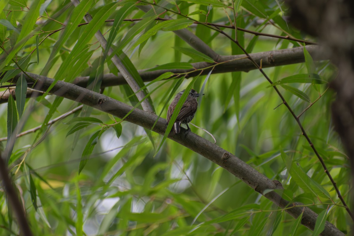 White-barred Piculet - ML646609351
