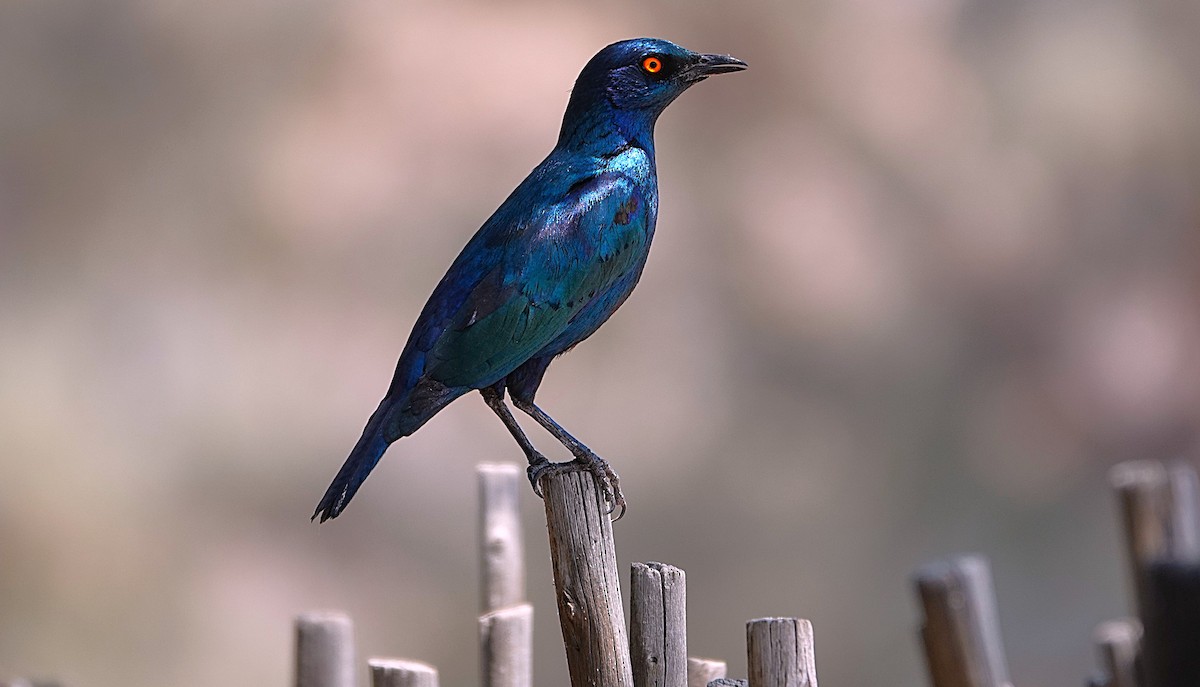 Cape Starling - ML646609352