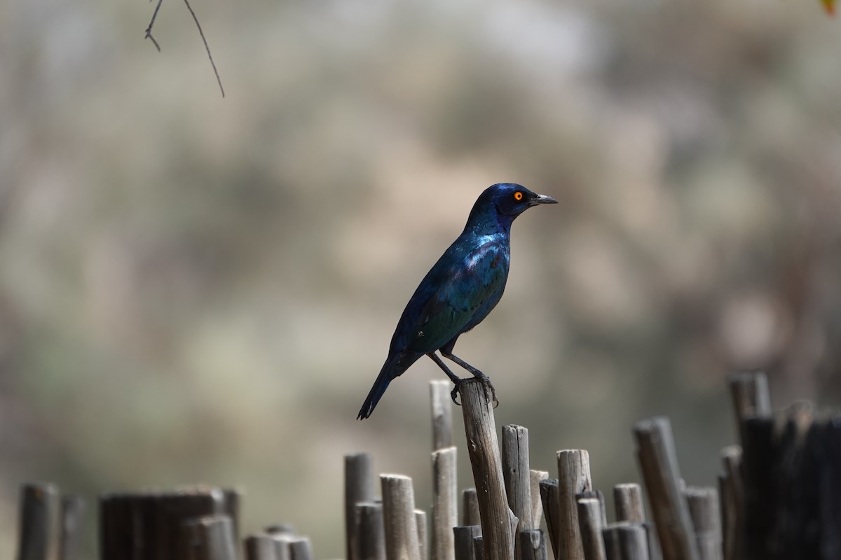Cape Starling - ML646609353