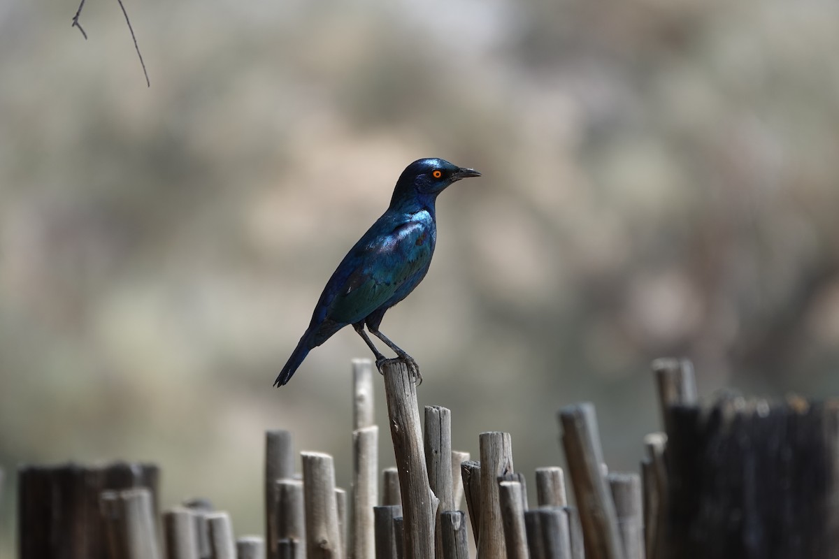 Cape Starling - ML646609354