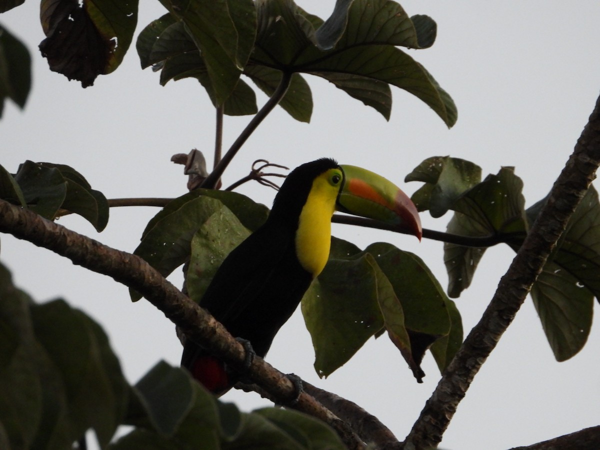 tukan středoamerický - ML646609355