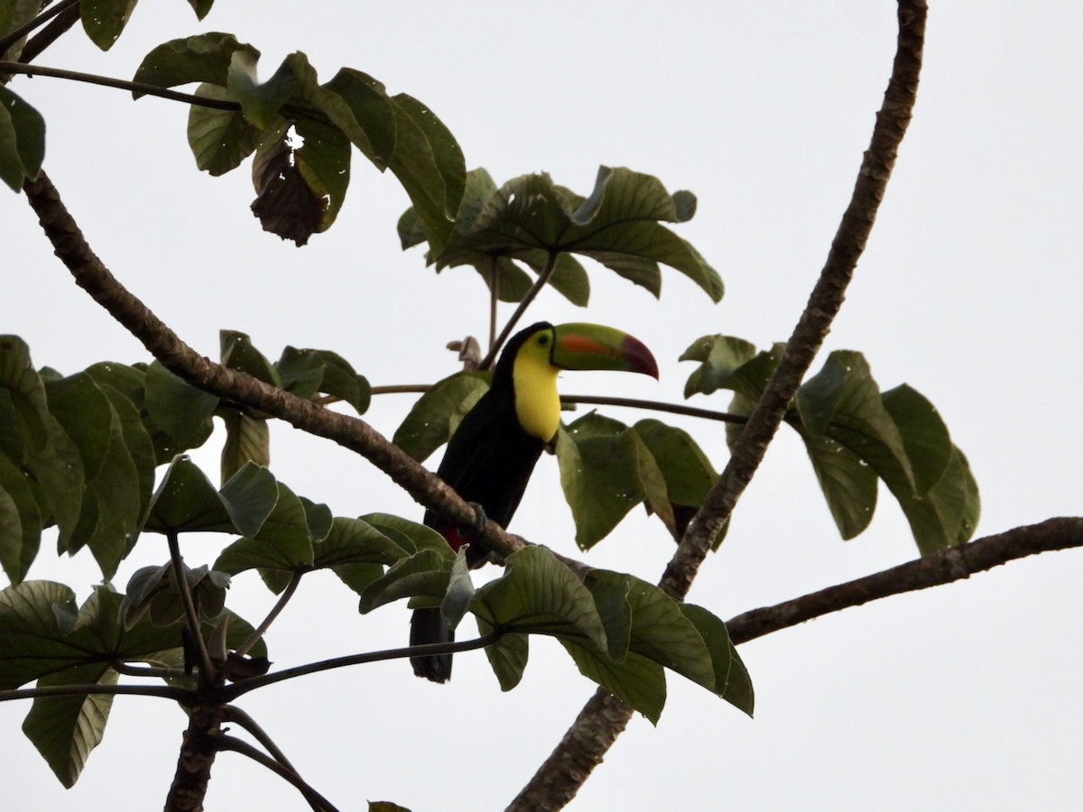 tukan středoamerický - ML646609356