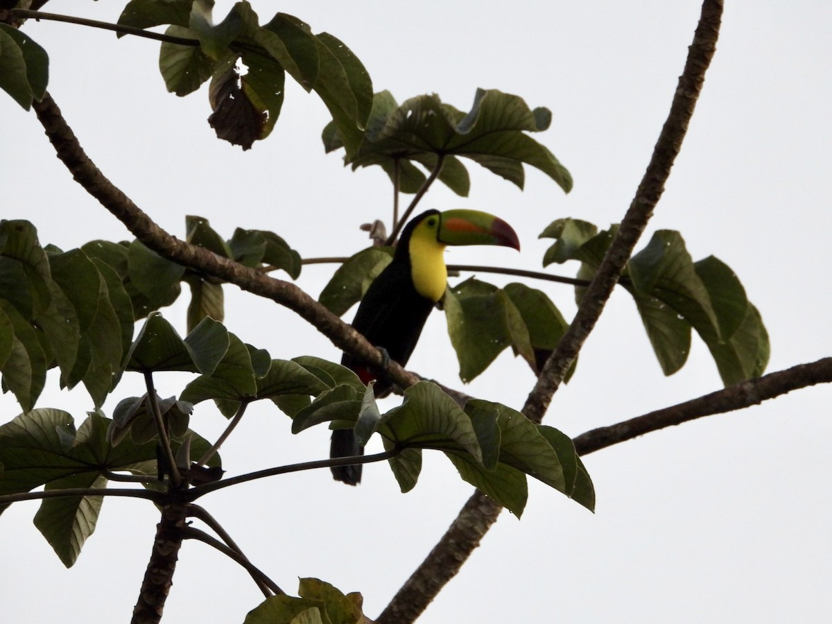 tukan středoamerický - ML646609357