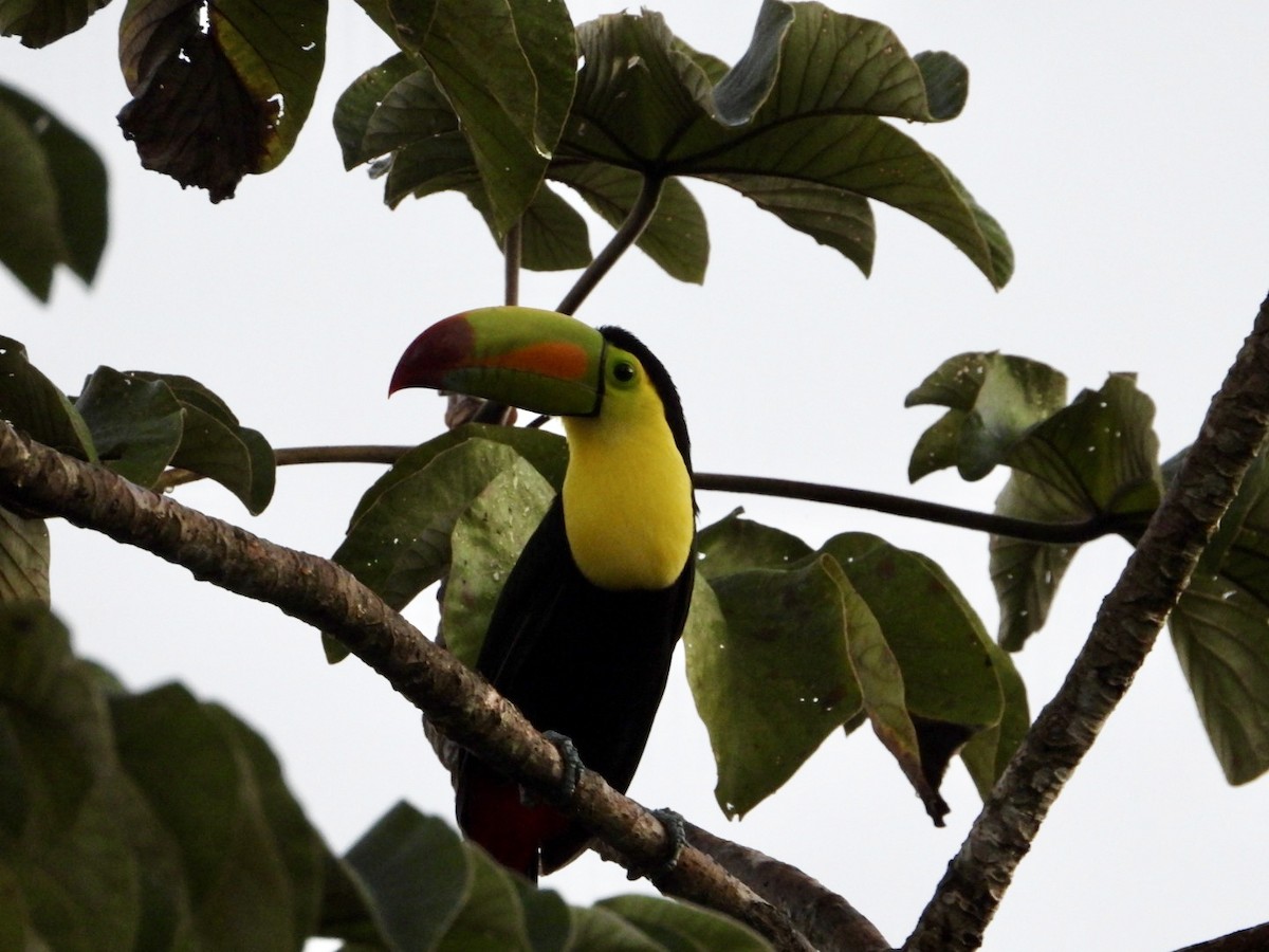 tukan středoamerický - ML646609358