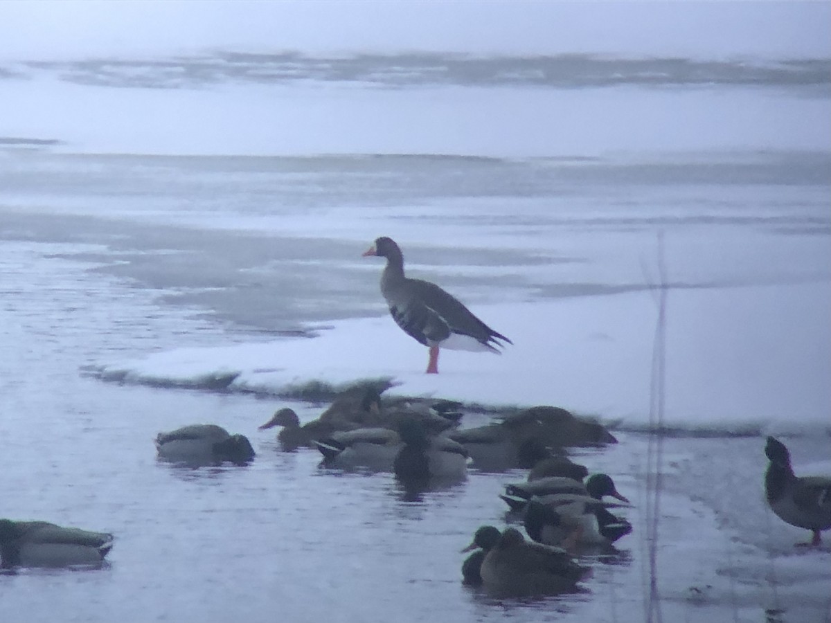 Greater White-fronted Goose - ML646609359