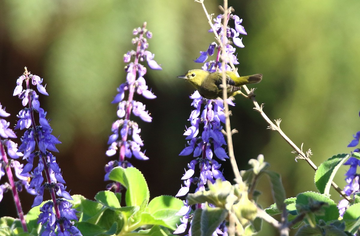 Orange-crowned Warbler - ML646609369