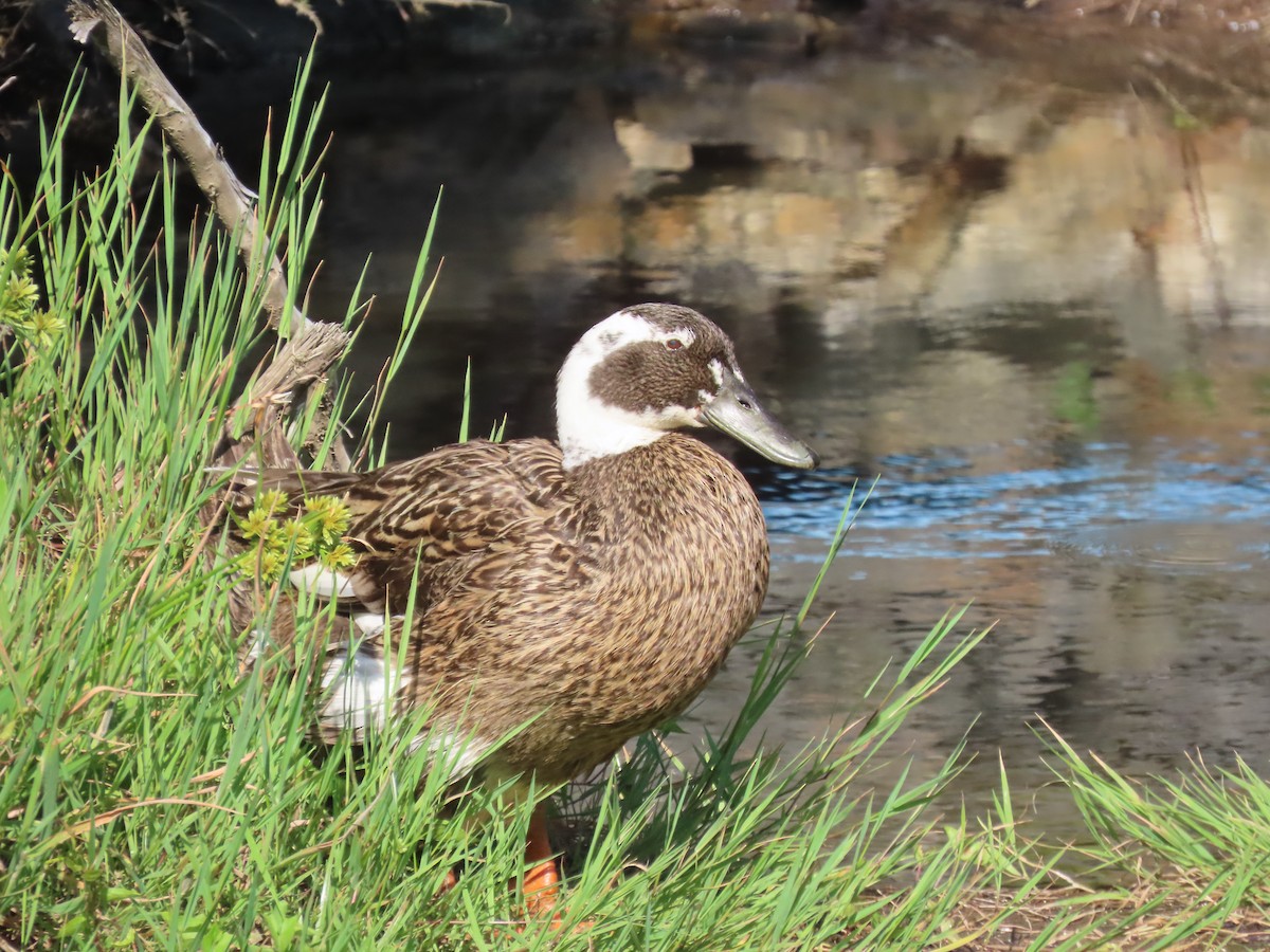 Canard colvert (forme domestique) - ML646609374