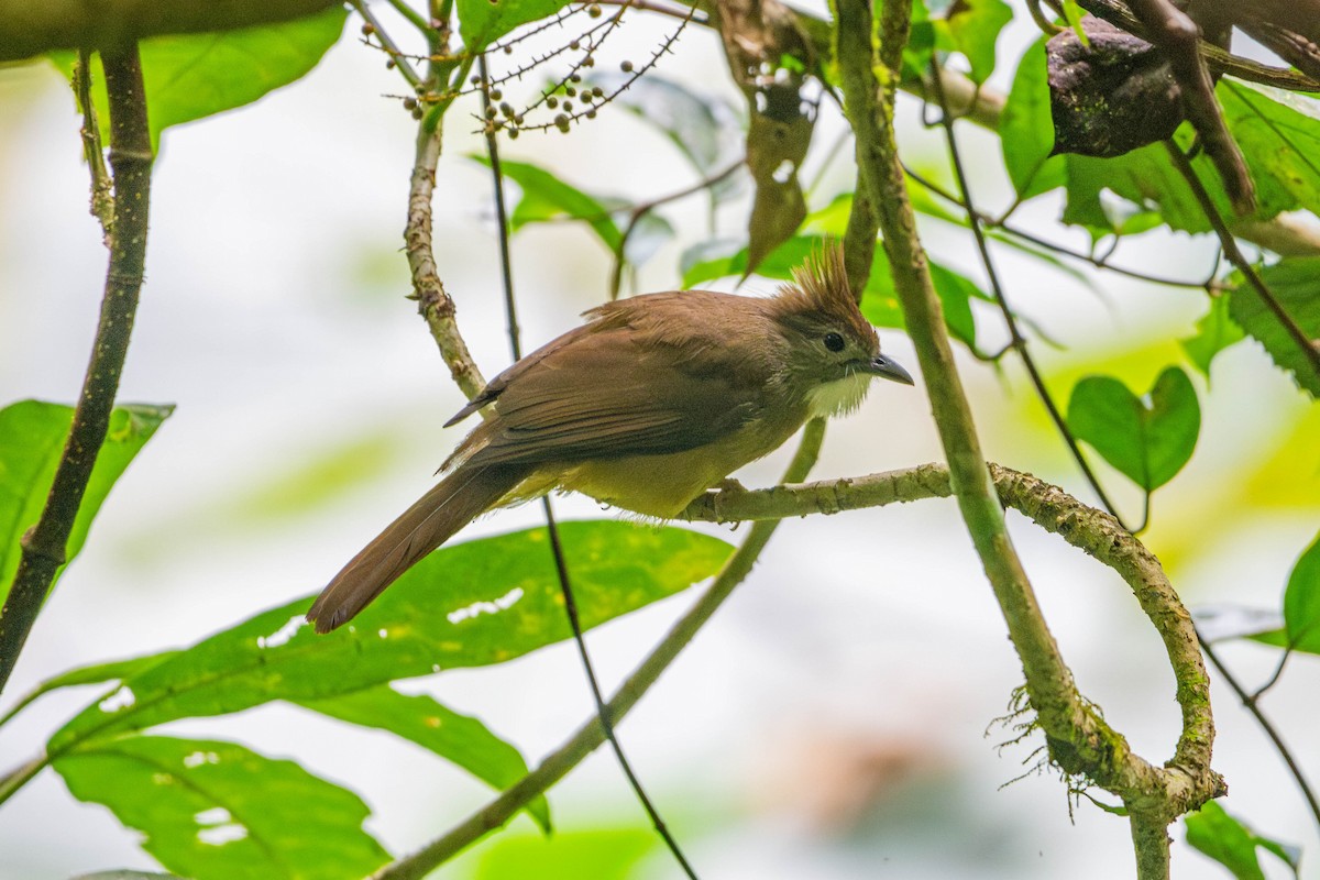 bulbulec okrový - ML646609380