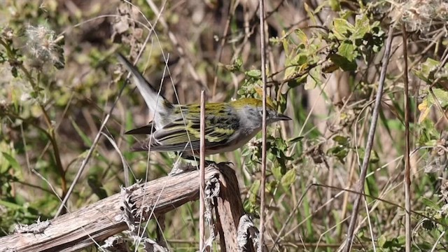 lesňáček rezavoboký - ML646609381