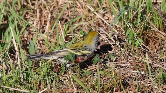 lesňáček rezavoboký - ML646609385