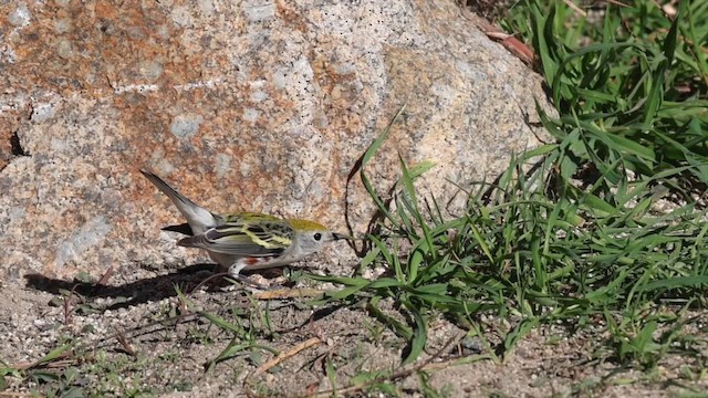 lesňáček rezavoboký - ML646609386