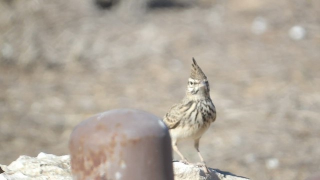עפרוני מצויץ - ML646609388