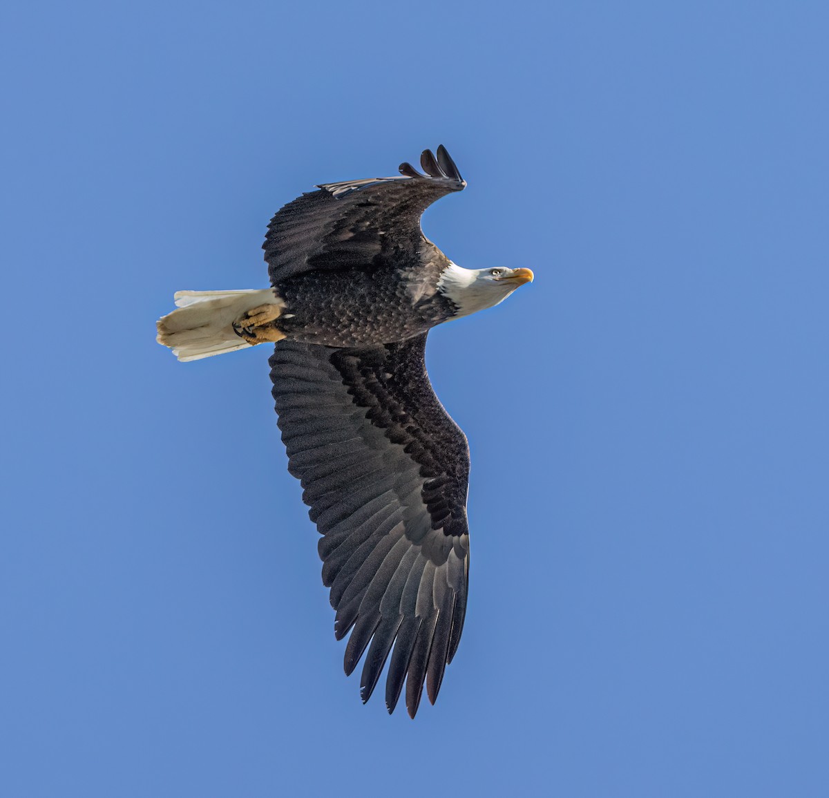 Pigargo Americano - ML646609390